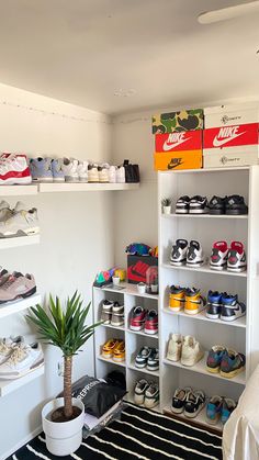 a room filled with lots of shoes on shelves next to a potted palm tree