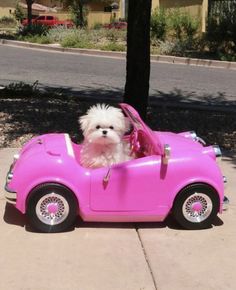 a small white dog sitting in a pink toy car on the sidewalk next to a tree