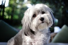 a small white dog sitting on top of a table