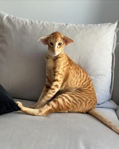 a cat sitting on top of a couch next to a pillow