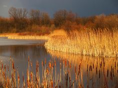 the sun shines brightly on some water and reeds