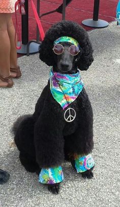 a black poodle sitting on the ground wearing sunglasses and a peace sign bandana