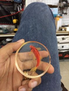 a hand holding a magnifying glass with a goldfish in it