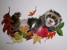 a drawing of a ferret surrounded by leaves and acorns