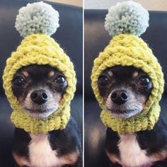 a small dog wearing a knitted hat and scarf