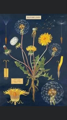 an illustration of dandelions and other flowers