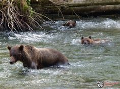 three bears are wading in the water together