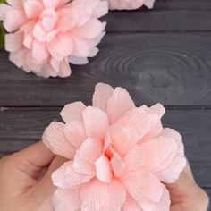 two pink flowers being held by someone's hand on a wooden table with wood planks