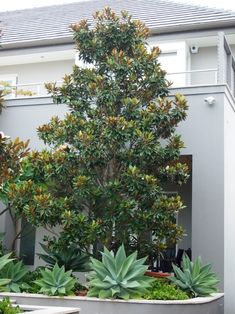 a tree in front of a house surrounded by plants