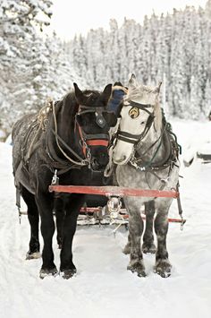 two horses pulling a sleigh in the snow with trees in the back ground