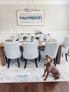 a dog sitting on the floor in front of a dining room table with blue chairs