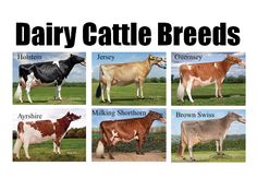 four different types of dairy cattle standing in a field with the words dairy cattle breeds