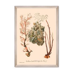 an illustration of corals and seaweed on a white background