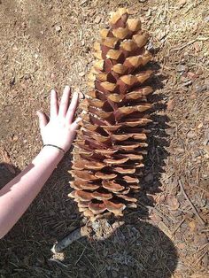 a hand reaching for a pine cone on the ground