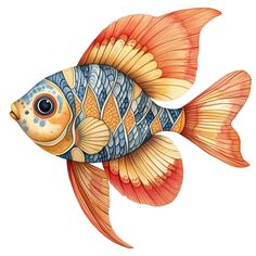 an orange and blue fish on a white background