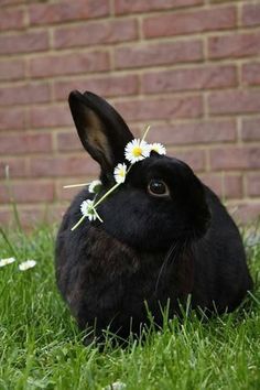 a black rabbit sitting in the grass with daisies on it's head and ears