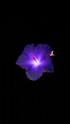 a purple flower is lit up in the dark