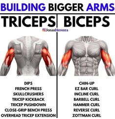 the back and shoulder muscles are highlighted in this diagram, which shows how to build bigger arms