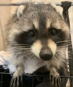 a raccoon sitting on top of a cage with it's paws hanging out