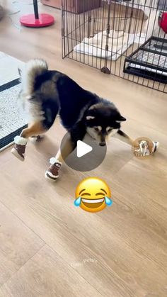 a dog is playing with a ball on the floor in front of an emoticive smiley face