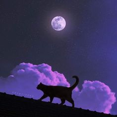 a cat walking across a field under a full moon