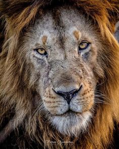 a close up of a lion's face with blue eyes and brown manes