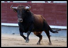 a bull is running in the dirt near a building