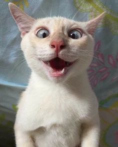 a white cat with its mouth open and it's eyes wide open, looking up at the camera