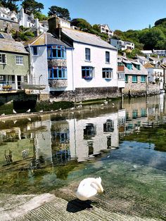 a white swan sitting on the edge of a body of water in front of houses