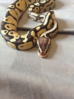 a snake that is laying down on a bed