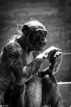 a black and white photo of a chimpan sitting on top of a rock