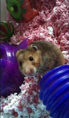 a hamster is sitting on top of a pile of shredded up pink and purple material