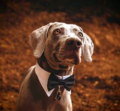 a dog wearing a bow tie and looking at the camera