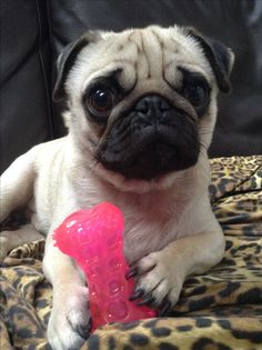 a small pug dog sitting on top of a leopard print blanket holding a toy