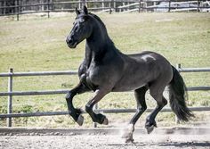 a black horse is galloping in an enclosure