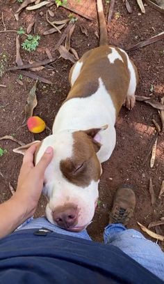 a brown and white dog laying on top of a dirt field next to a person