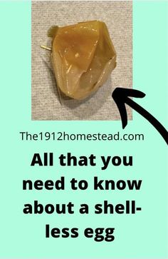 an egg shell with the words all that you need to know about a shell - less egg