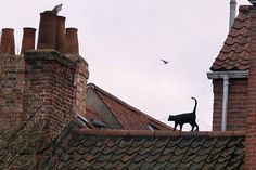 a black cat standing on top of a roof next to some brick buildings and birds