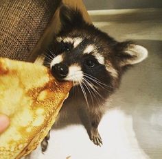 a raccoon is eating a piece of pizza