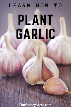 garlic on a wooden table with the words learn how to plant garlic