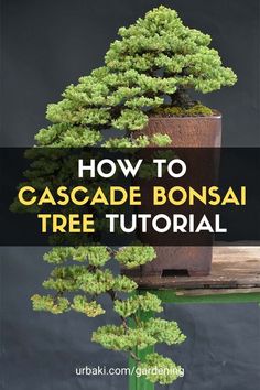 a bonsai tree with text overlay that reads how to cascade bonsai tree