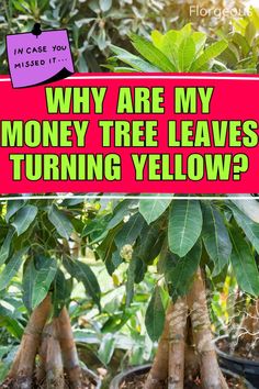 Money Tree Leaves Turning Yellow Nutrient Deficiency, Money Tree, Money Trees, Soil Health, My Money