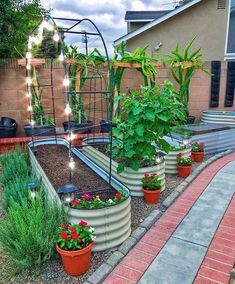 an outdoor garden area with plants and lights