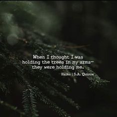 a pine tree with the quote when thought i was holding the trees in my arms, they were holding me