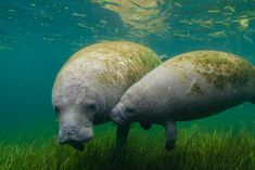 two manants swimming in the water with grass under their feet and looking for food