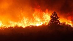 a large fire is burning in the middle of a field with lots of trees on it