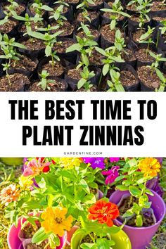 the best time to plant zinnas