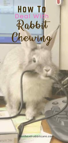 a rabbit plugged in to a computer with the words how to deal with rabbit chewing