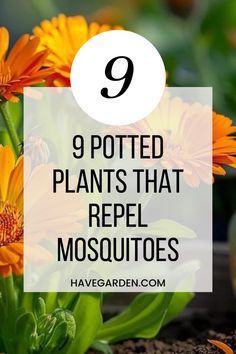 orange flowers with the words 9 potted plants that repel mosquitos on them