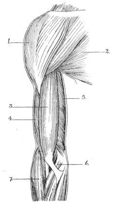 the muscles are shown in this diagram, and they have two different sections to each other